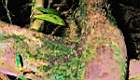 49-jungle, balade aux chutes, fourmies tueuses d`arbres.JPG